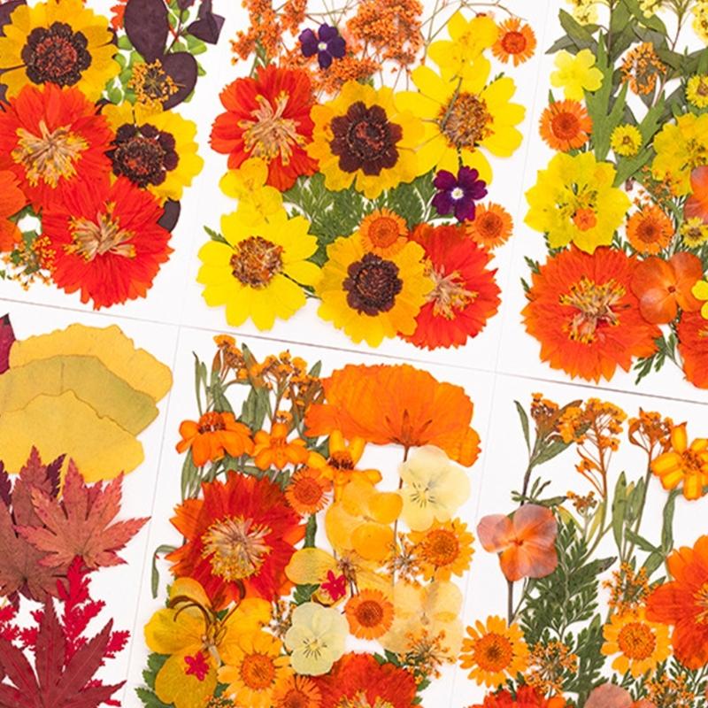 Natural Pressed Dried Flower F - Art Craft Leaves ulasan dan harga