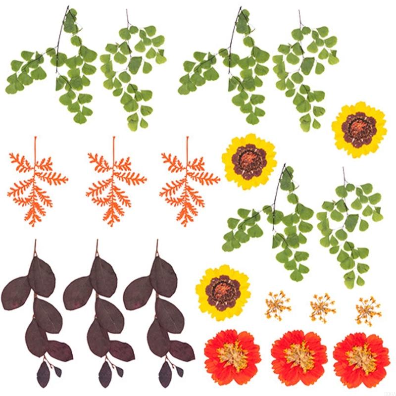 Natural Pressed Dried Flower F - Art Craft Leaves ulasan dan harga