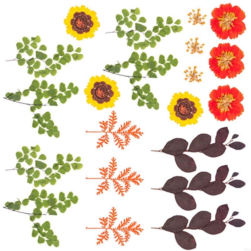 Natural Pressed Dried Flower F - Art Craft Leaves ulasan dan harga