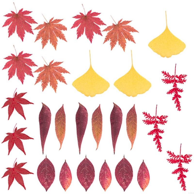 Natural Pressed Dried Flower F - Art Craft Leaves ulasan dan harga
