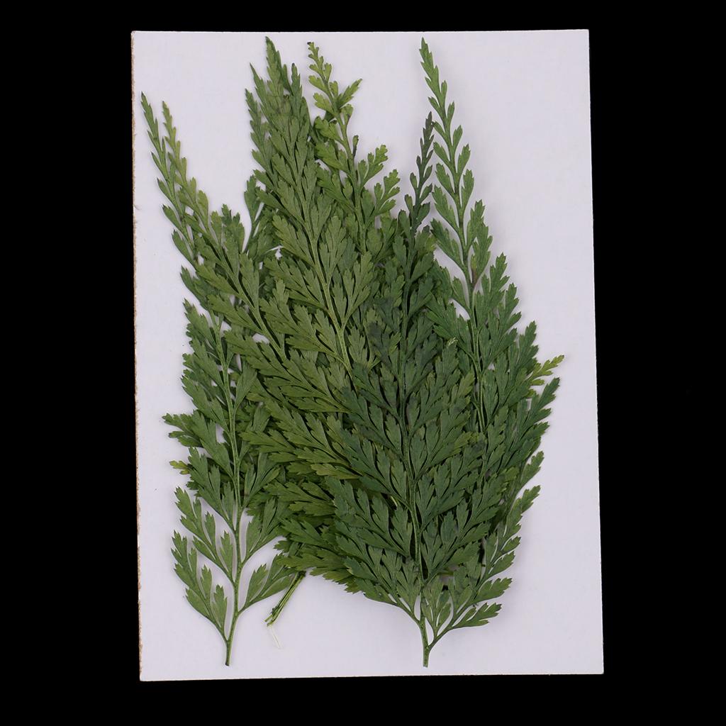 Natural Dried Flowers with Pre - Art Craft Leaves ulasan dan harga