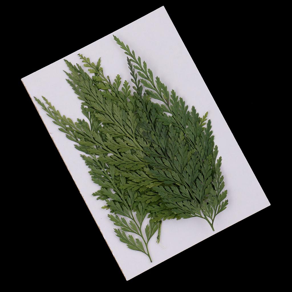 Natural Dried Flowers with Pre - Art Craft Leaves ulasan dan harga