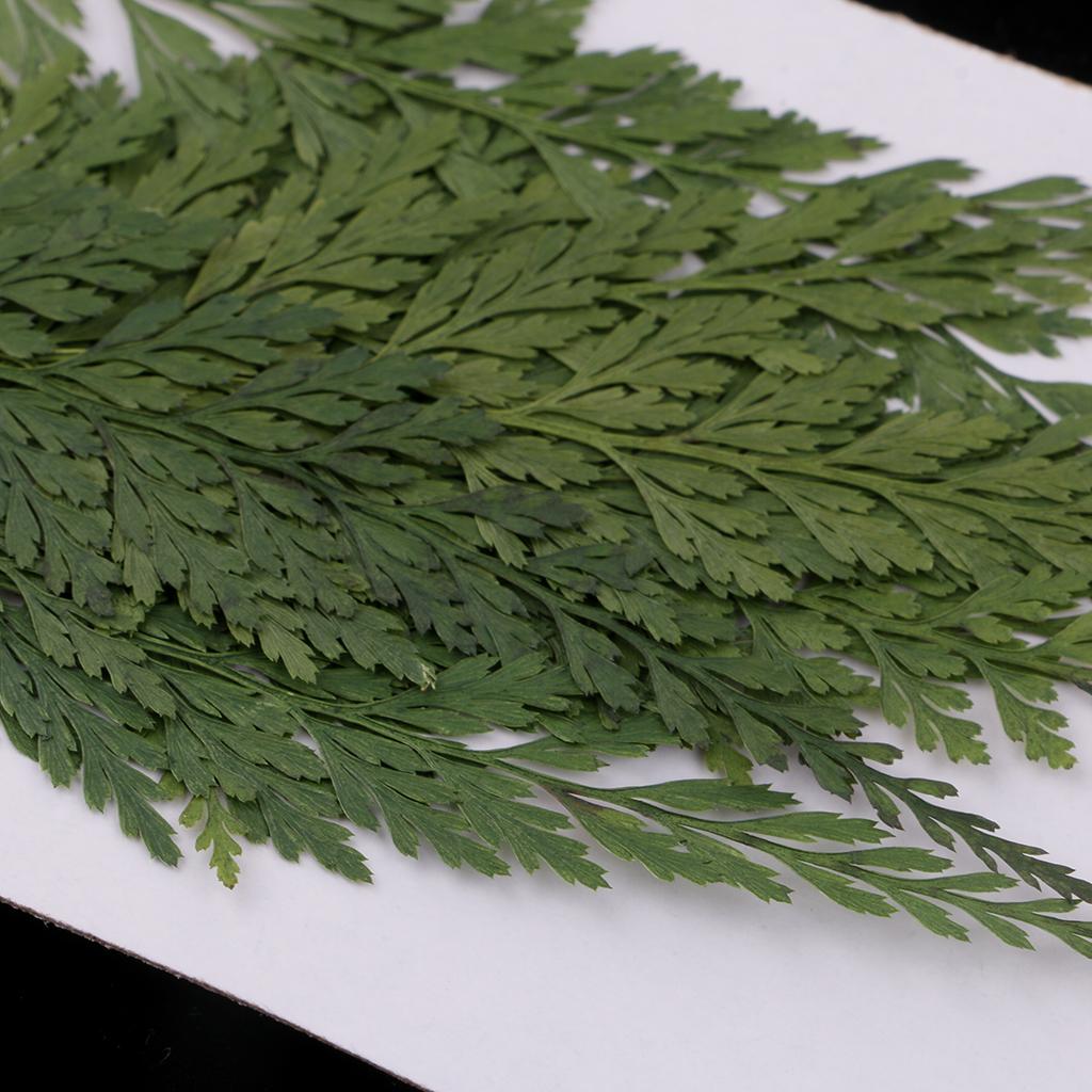 Natural Dried Flowers with Pre - Art Craft Leaves ulasan dan harga