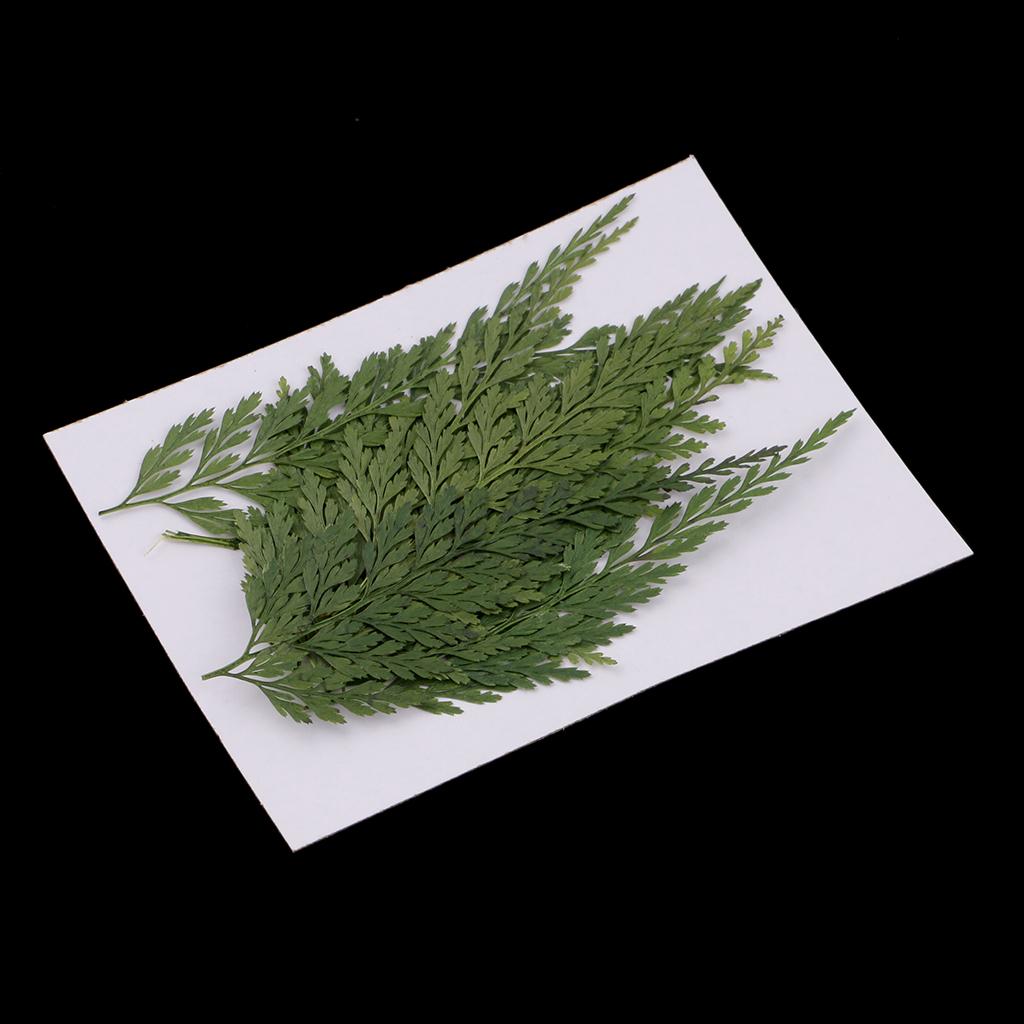 Natural Dried Flowers with Pre - Art Craft Leaves ulasan dan harga